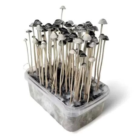 KIT D'OBSERVATION MYCELIUM COPELANDIA 1200 ML