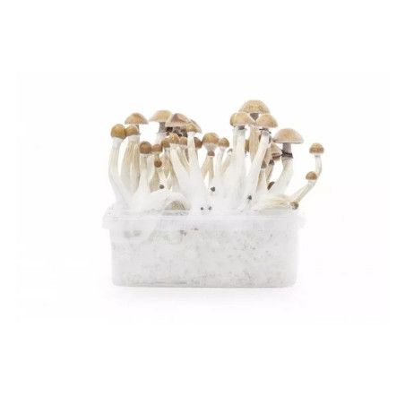 KIT D'OBSERVATION MYCELIUM MEXICAN 1200 ML